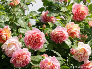 什么时候种植月季合适？春夏两季种植月季有什么特点？