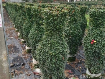 如何防冻园林植物才可以安全越冬？