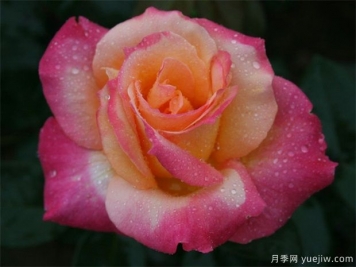 月季花能够运用哪种肥料？月季花施肥过多怎样办？