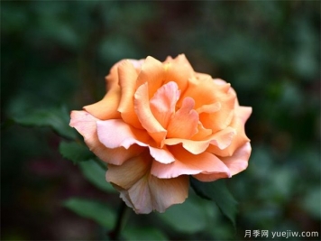 月季花的繁衍方法有哪些？快来看看吧
