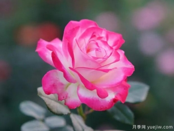 养护月季抓好4点，让月季枝粗叶茂盛芽壮花猛开！