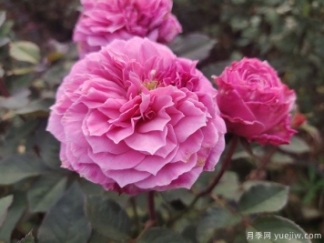 养好盆栽月季，要掌握好盆土水肥光害六个环节