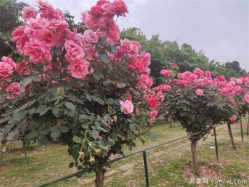 要使月季树四季都花香，需做到以下几点！