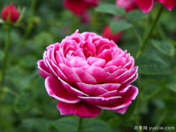 10个切花月季品种介绍，开花美还适合瓶插