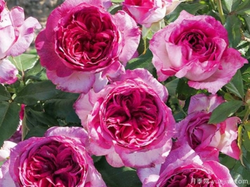 2020年zui受欢迎的月季新品之一：蓝莓蛋糕