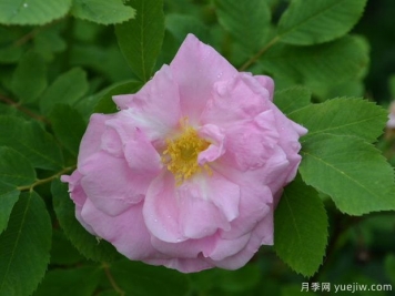 胜利的一年月季