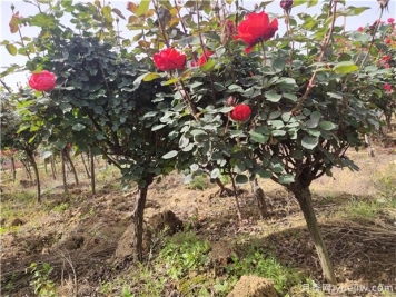 秋天栽树成活率高的三个原因