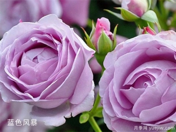 月季长虫不要怕，教你几招解决它！