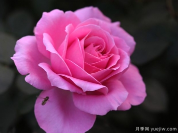 醉红颜月季