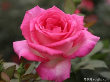 甜蜜的梦月季