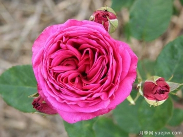 好莱坞丹迪月季