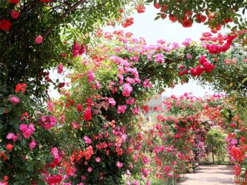 藤本月季是当代城市多层次多方位园林美化的魔术师