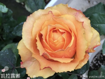 凯拉露娜月季/卡拉露娜月季