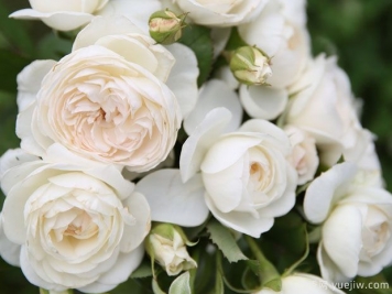白色天堂月季/西塞罗月季