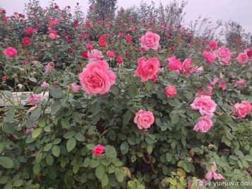 新买的月季苗到家之后应该怎么上盆？