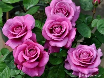 冥王星月季品种介绍