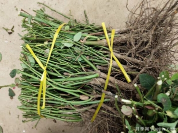 艾草、月季…南阳市卧龙区特色农产品备战双十一