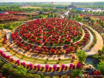 月季名园：中国月季园/南阳月季博览园