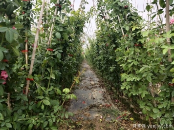 南阳藤本月季冬季养护技巧