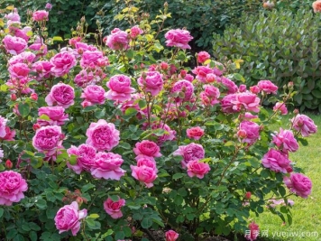 南阳月季出口世界，南阳海关护花花盛开