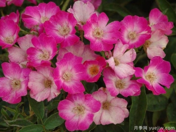 蝴蝶之吻月季/蝶吻月季(法国粉色丰花)