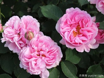 养月季需要肥水修剪治虫，叶繁花多