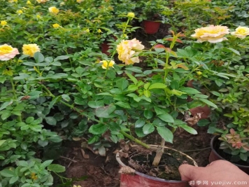 三招教你轻松挑选优质的月季花苗