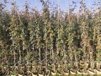 藤本月季怎么过冬？藤本月季防寒和修剪越冬的技巧