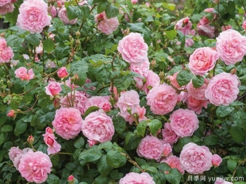 草花种植经验分享