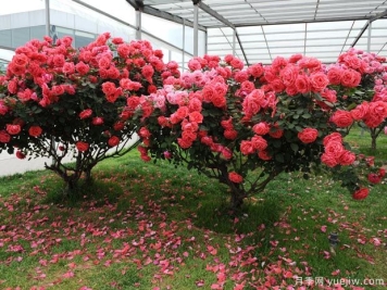 南阳月季搭乘中欧班列远销德国荷兰 中国月季花香飘欧洲