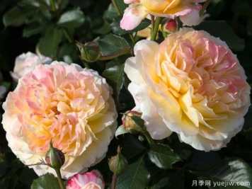 公园月季La  Park