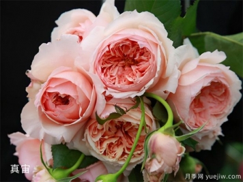 月季品种那么多哪款是心中最爱？哪些品种适合两广地区种植？