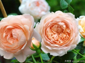月季和玫瑰是一种植物吗？日常养护上各有何不同？