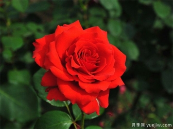 月季花的品种有多少？月季品种优选及应用研究