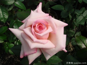 克里斯汀辛格月季