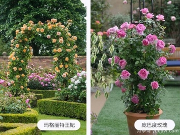 藤本月季扦插繁殖方法以及施肥与修剪