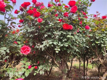 月季开花后怎么浇水施肥，平常养护应注意什么