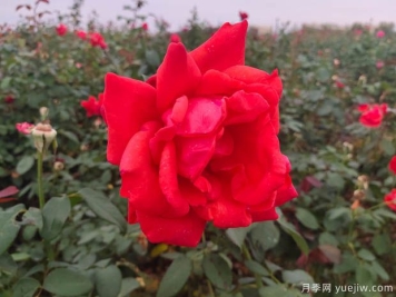 月季花图片：十种颜色月季和代表品种