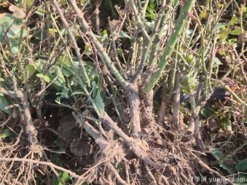 月季老根怎么种