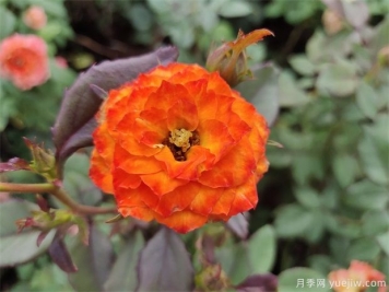 水插月季的方法