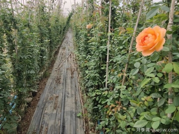 什么月季品种长得最快？