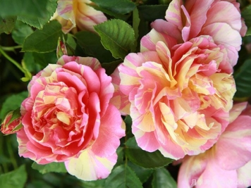 月季品种是怎样命名的？名称有意义