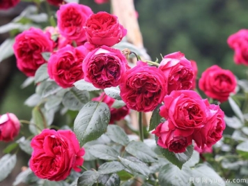 什么品种月季适合广东种植？