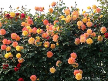 月季在院子里种植，品种颜色要怎么搭配才好看？