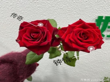 花店常备的15种红玫瑰是什么？有什么优缺点？