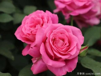 国月月季推荐，天路月季