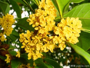 观花树种在园林景观中的应用