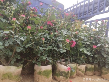 冬天养盆栽月季容易黄叶萎蔫的原因