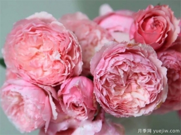 美咲(xiao)月季如何养植？