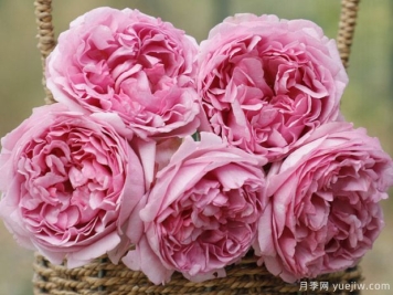 伊芙光月季的优缺点是什么？